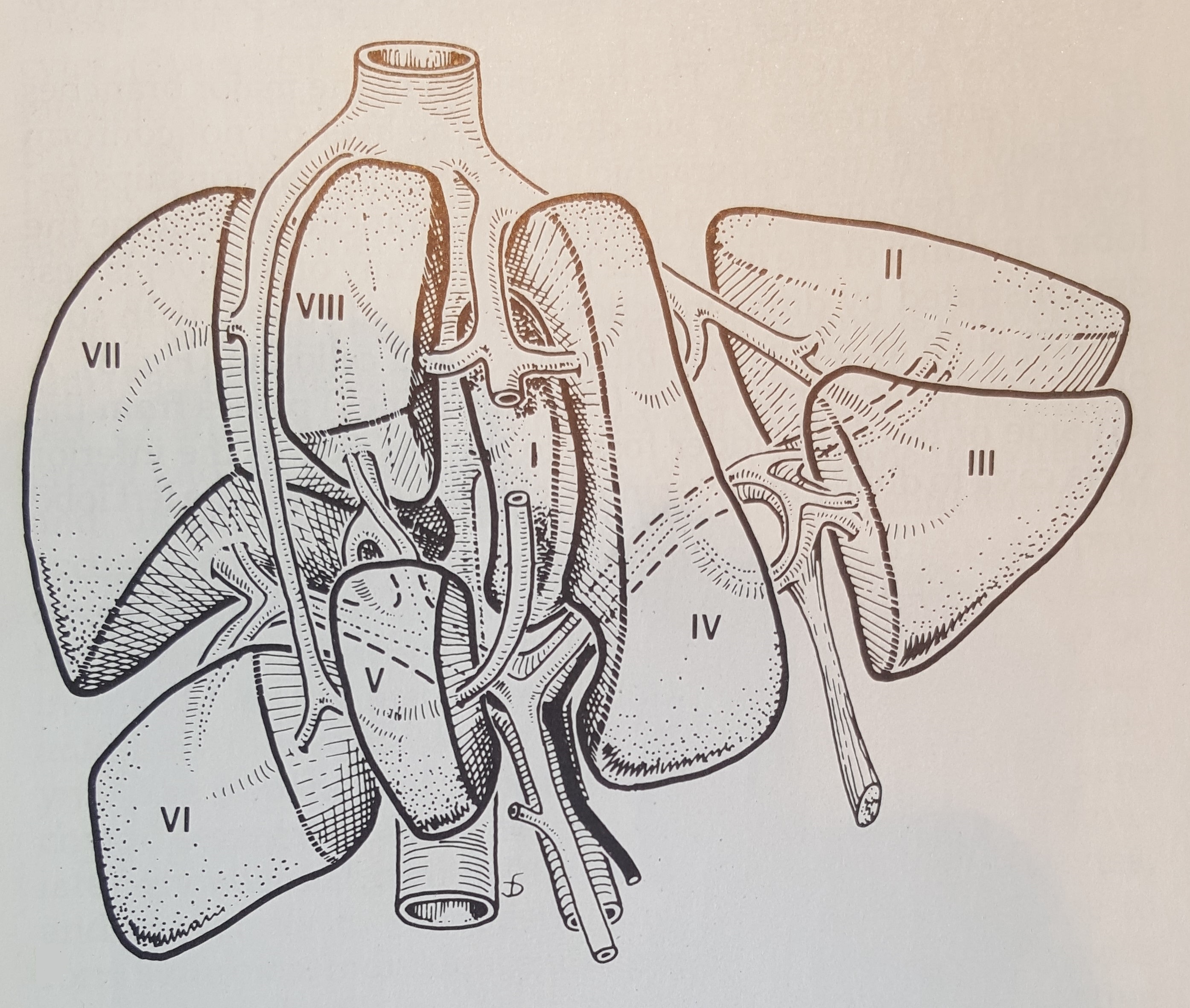 Sistema Cardiovascolare: Configurazione Esterna del Cuore e Funzioni -  Studocu, image size:2788x2360
